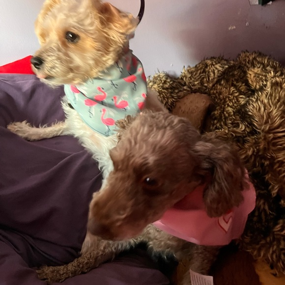 Meet your Posher, Miss Honey - Picture 7 of 13